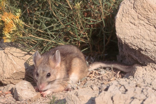 A Bushytailed Woodrat peaks from a rocky area with a yellow flower on its left