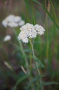 Common Yarrow