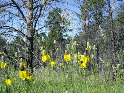 Yellow prairie coneflowers mingle with grasses on the edge of ponderosa pine forest. Yellow prairie coneflowers mingle with grasses on the edge of ponderosa pine forest.