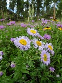 Purple flower with yellow center and green leaves