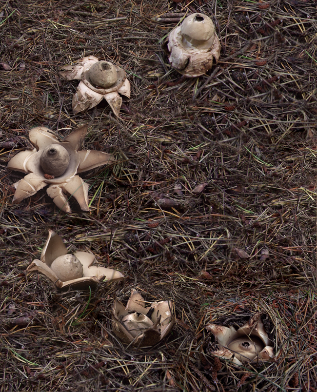 six star-shaped mushrooms in a c-shaped arc surrounded by pine needles