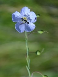 Wild Blue Flax