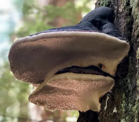 two white-bottomed shelf fungi with purple tops growing off a tree on right