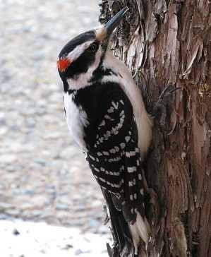 Black and white woodpecker on a tree trunk
