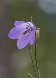 Harebell