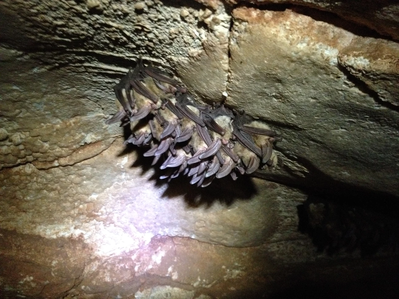 Hibernating Bats Several bats hanging on rock ceiling