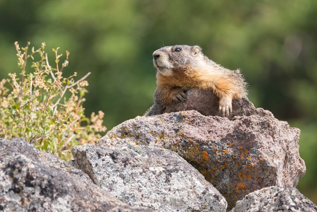 A yellow bellied marmot peaks over the crest of a rock.