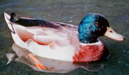 Male mallard paddling through the water.
