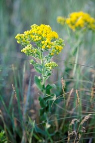 small yellow flowers on green stem