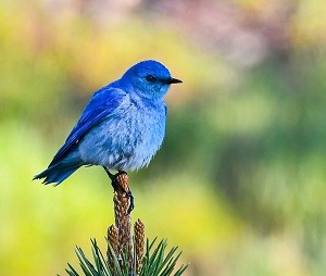 Blue bird on pine tree