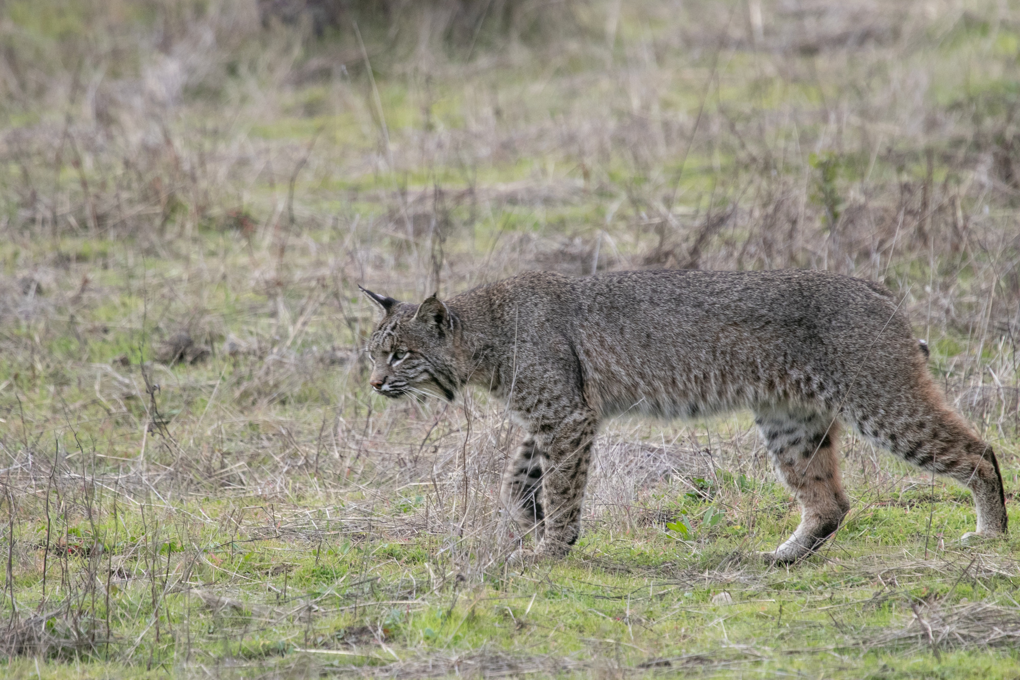 Bobcat (Lynx rufus) Jewel Cave National Monument (U.S. National Park