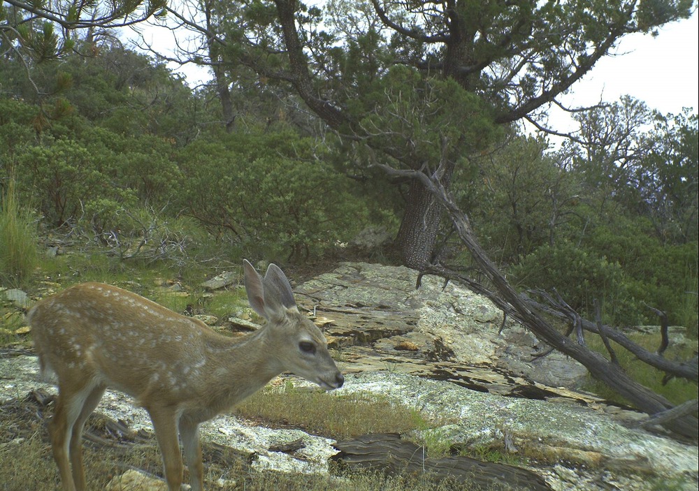 Whitetailed deer (Odocoileus virginianus) Jewel Cave National