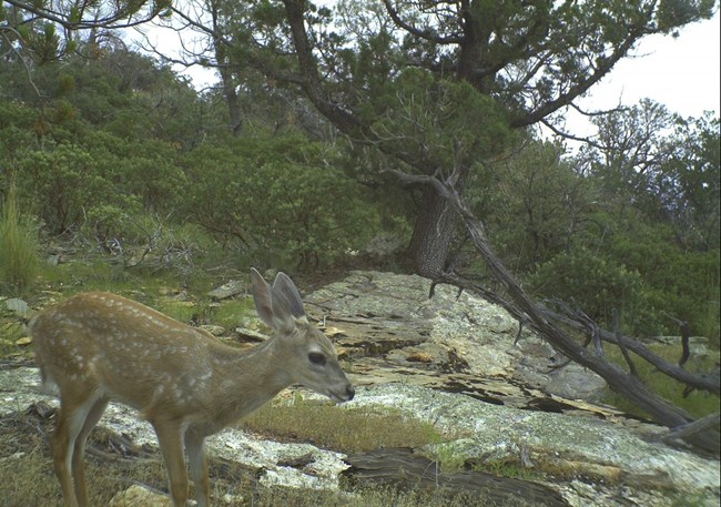 A whitetail fawn stands in front of rocky terrain