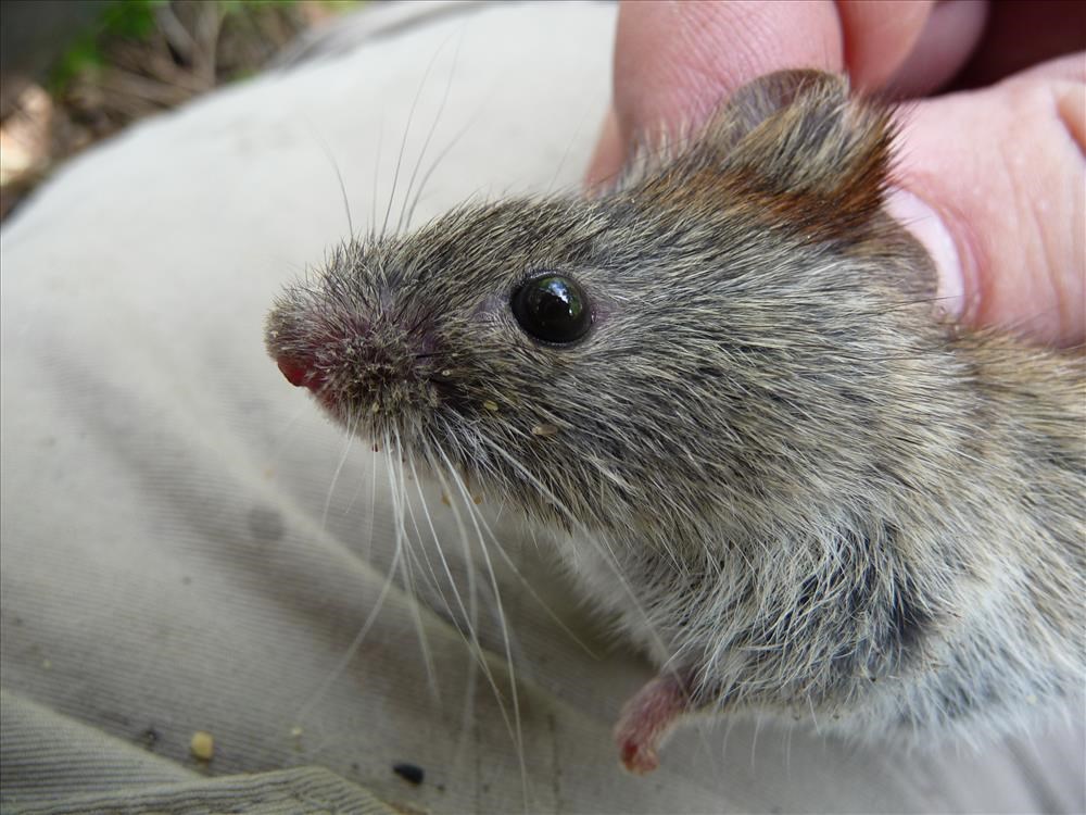 A red backed vole is examined in a research project.