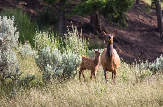 A Cow elk and her calf watch cautiously