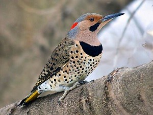 Large bird with speckled chest on branch