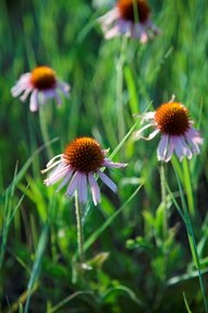 Pale Purple Coneflower