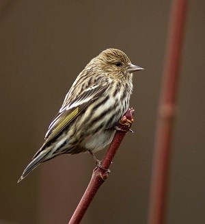 Yellow and brown speckled bird on branch