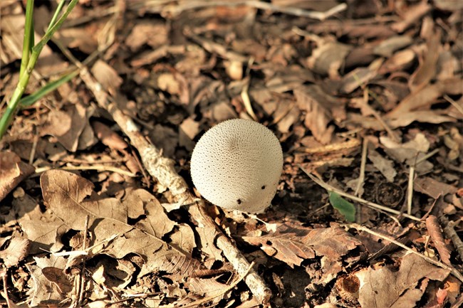 a white round mushroom surrounded by brown leaves
