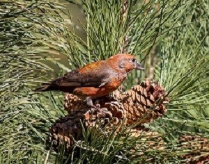 Bird on branch with pine cone and needles