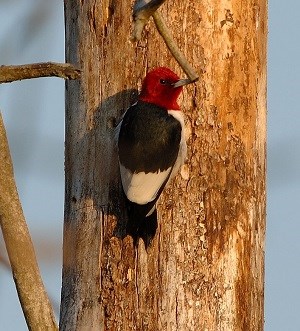 Black and white bird with red head on tree