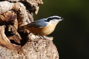 Grey bird with red belly on a rock