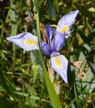 Rocky Mountain Iris