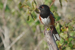 Bird with black head, white belly, and rusty back