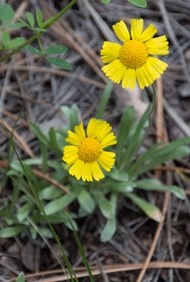 Stemless Hymenoxys