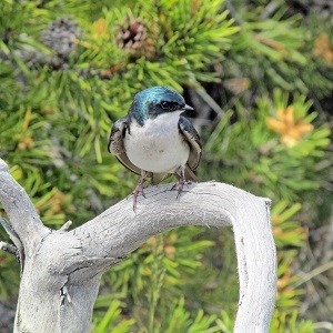 bird with blue back and white belly on grey branch