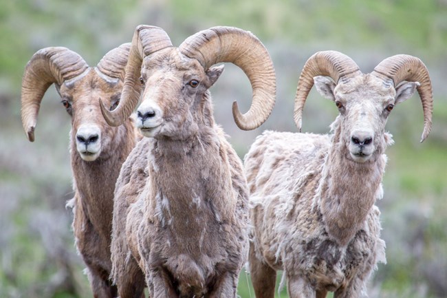 Trio of bighorn rams
