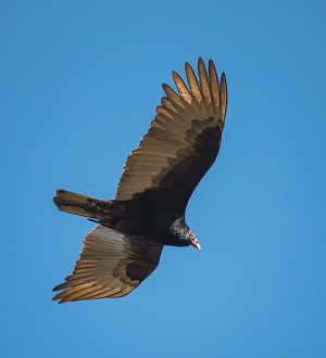 Large bird soaring in blue sky