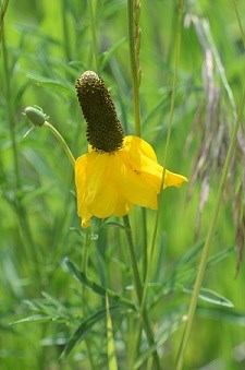 Yellow flower with upright brown center