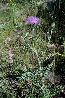 Purple flower on whitish green stem