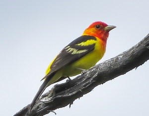 Yellow & black bird with red head on branch