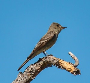 Gray bird on small twig