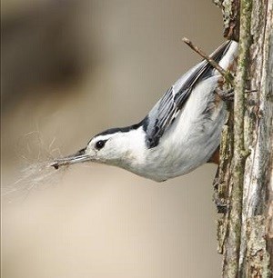 Grey bird with white belly on tree branch