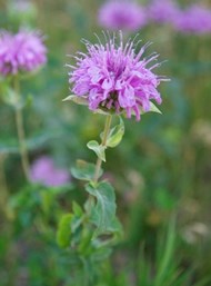 Wild Bergamot