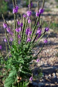 Wooly Verbena