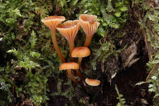 small orange mushrooms growing among small green plants