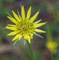 Western Salsify