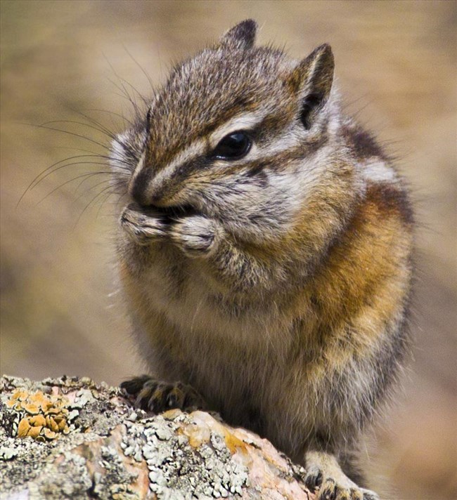 A close up Chipmunk eats a seed with its cheek pouches full