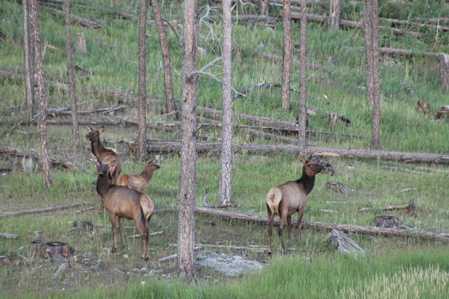 A herd of cow elk and one calf stand on a hill beneath ponderosa pine trees.