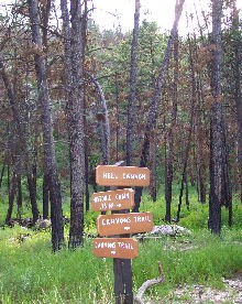 Burned trees, years after the Jasper Fire