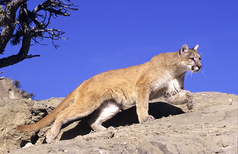 mountain lions in north america