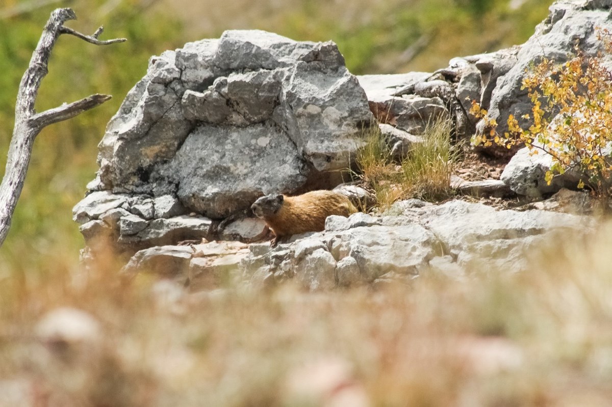 A marmot hides on a rock and suns itself during the day