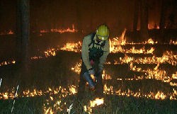 A firefighter lights a prescribed fire at Jewel Cave in the fall of 1999