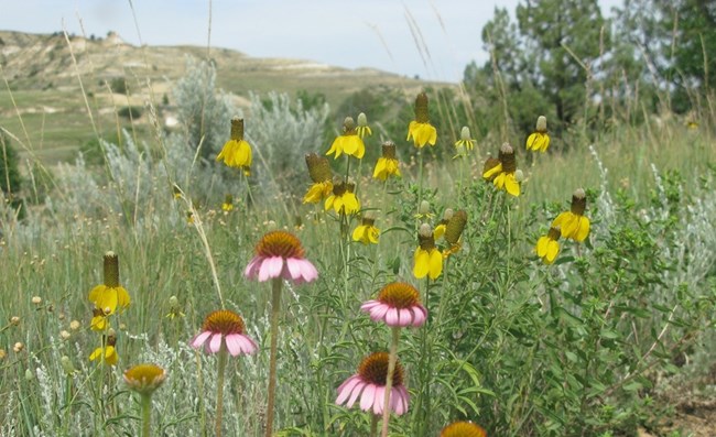 Purple and Yellow Prairie Coneflowers appear in midsummer.