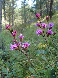 Purple flowers with green leaves