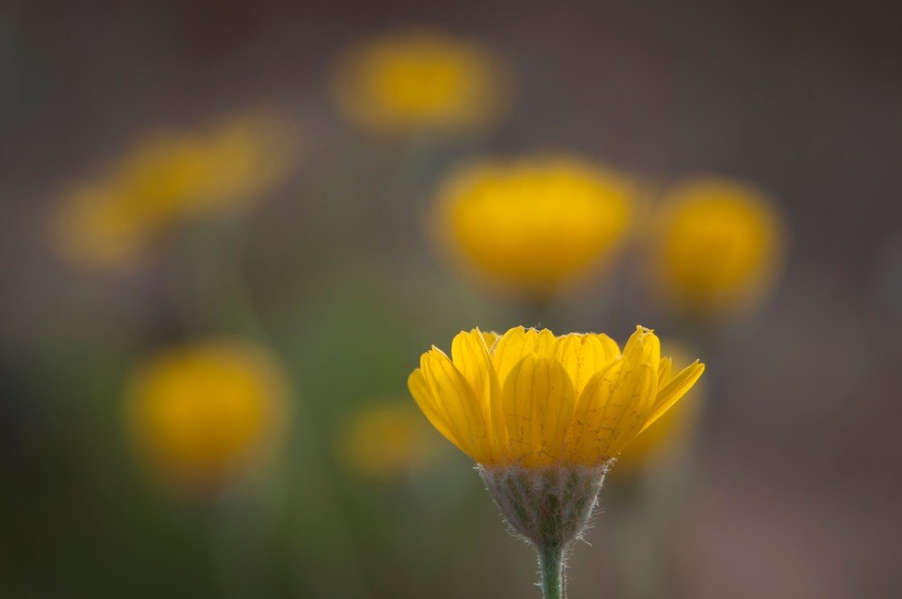 a yellow flower is in focus with multiple out of focus flowers in the backround